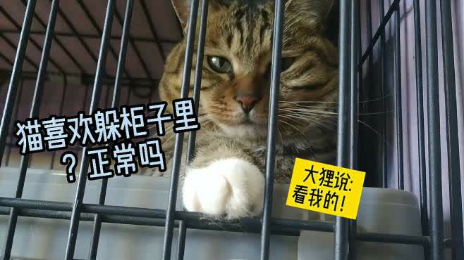 一起躲个猫2024最新版本下载-一起躲个猫无限金币不用实名下载v.4.16